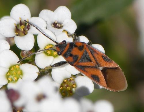Graptostethus servus